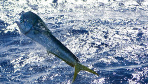 live-bait rigs for fall fishing