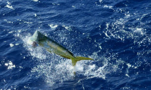 Rocks, Reefs and Wrecks Affect Deep Sea Fishing