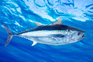 tuna fishing excursion