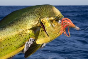 Charleston fishing