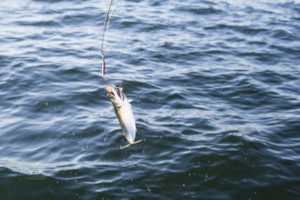 Fishing Mackerel