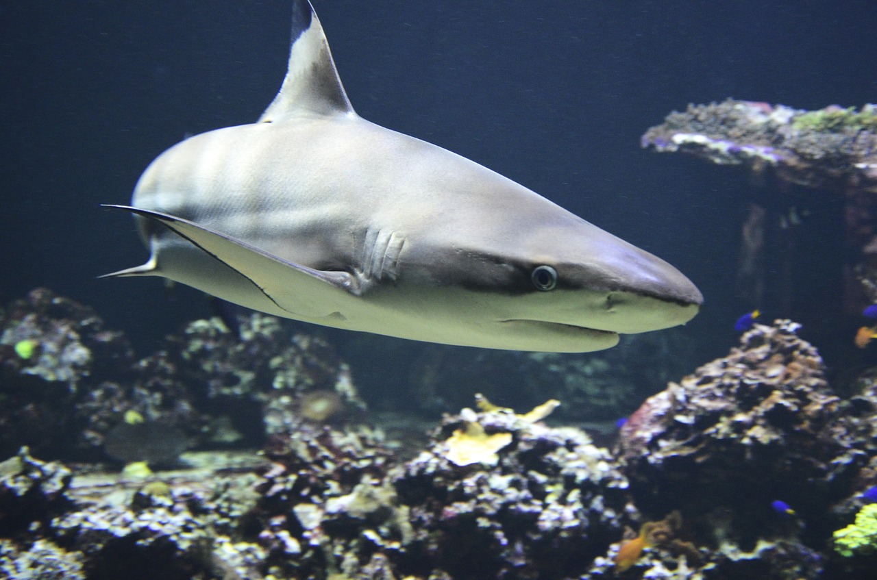 Fishing for Blacktip Sharks