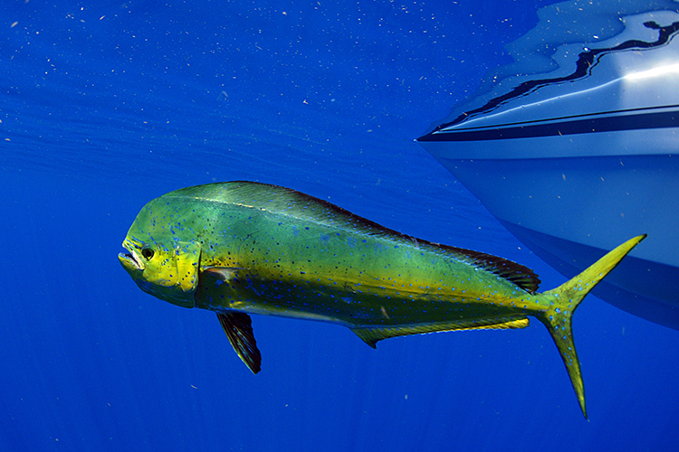 Fishing Tours