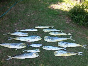 Fish Caught with Wahoo Fishing Charters Charleston SC