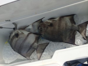 Preserving Fish