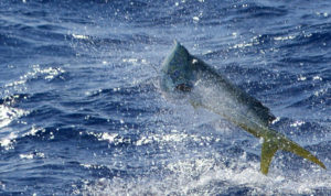 Best Bait to Use for Fishing in the Gulf Stream